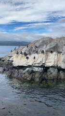 Leucocarbo magellanicus