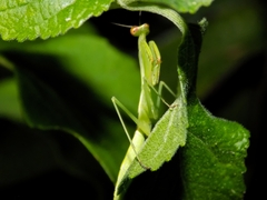 Miomantis caffra