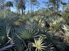 Coccothrinax argentata