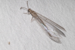 Neuroleon nemausiensis