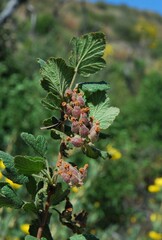 Ribes indecorum