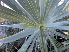 Coccothrinax argentata