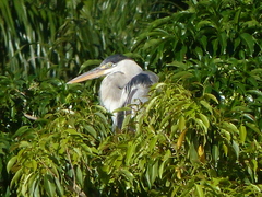 Ardea cocoi