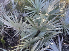 Coccothrinax argentata