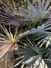 Coccothrinax argentata