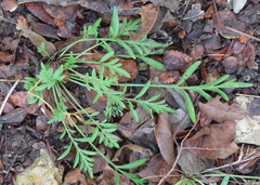 Ratibida columnifera