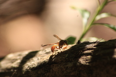 Polistes carnifex carnifex