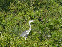Ardea cocoi