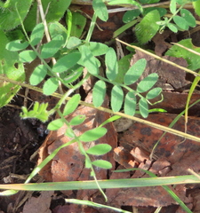 Astragalus nuttallianus