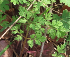 Chaerophyllum tainturieri