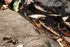 Polistes carnifex carnifex