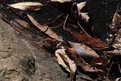 Polistes carnifex carnifex