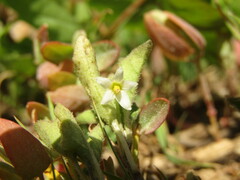Solanum furcatum