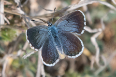 Pseudophilotes vicrama