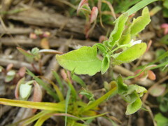 Solanum furcatum