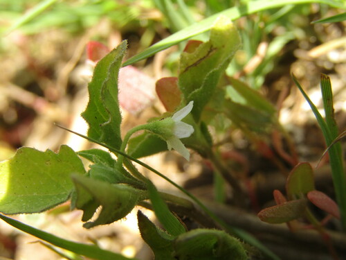 Solanum sanfurgoi, photograph 2