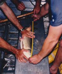 Dawson River Salmon photo 2