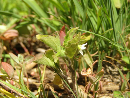 Solanum sanfurgoi, photograph 3