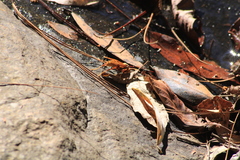 Polistes carnifex carnifex