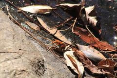 Polistes carnifex carnifex