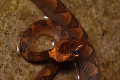 Leptodeira ornata