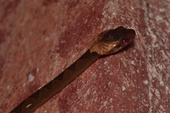 Leptodeira ornata