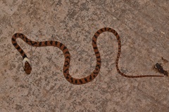 Leptodeira ornata