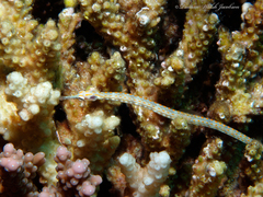 Corythoichthys schultzi