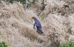 Megadyptes antipodes