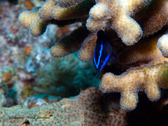 Pseudochromis springeri