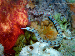 Corythoichthys flavofasciatus