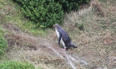 Megadyptes antipodes