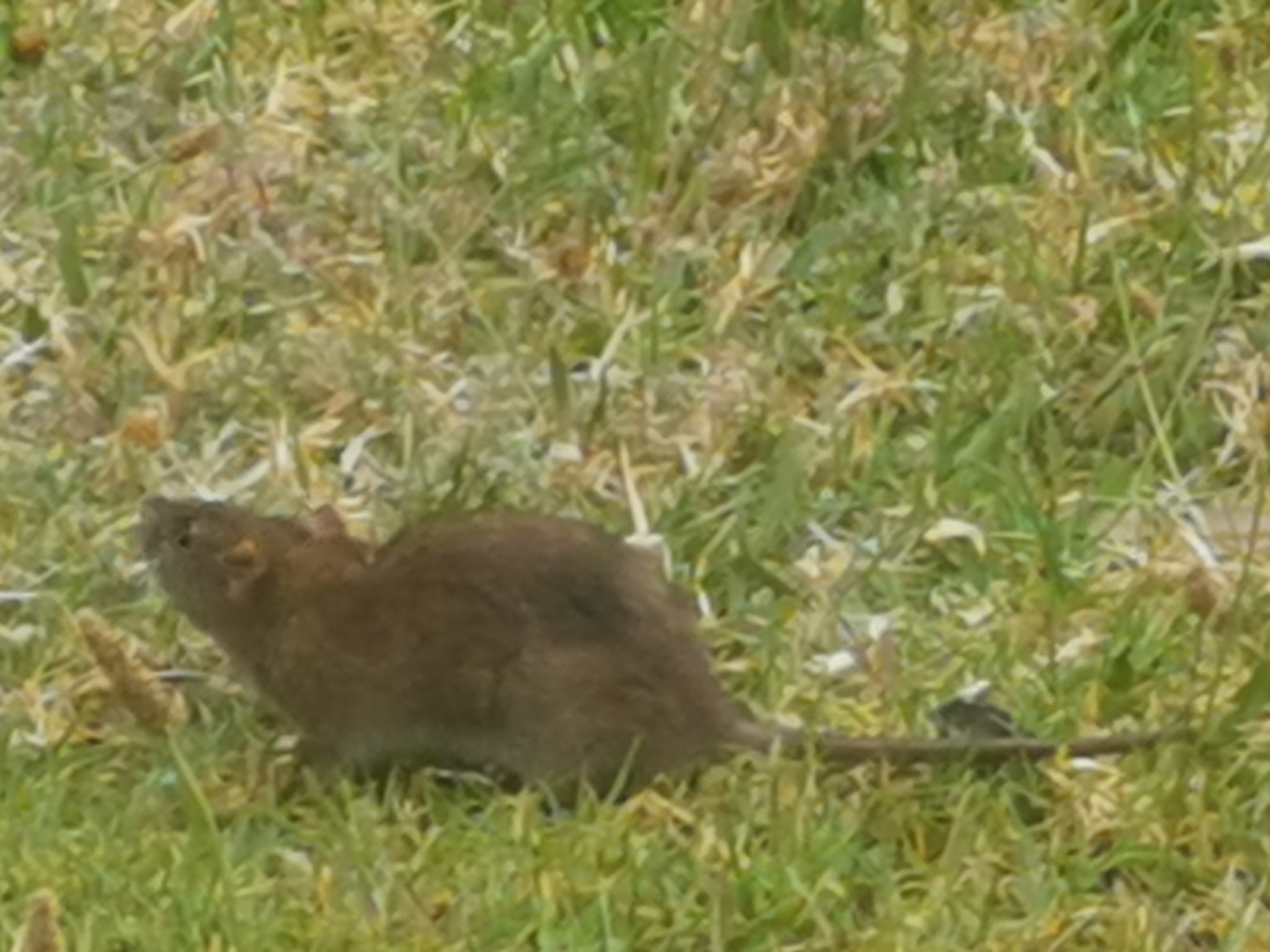 Rattus norvegicus (Berkenhout, 1769)
