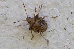 Carpocorini