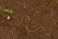 Leptodeira ornata