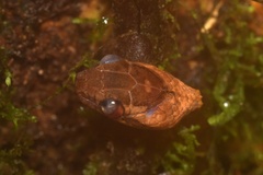 Leptodeira ornata