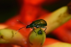 Diabroticina