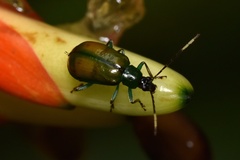 Diabroticina