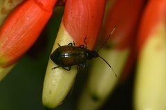 Diabroticina
