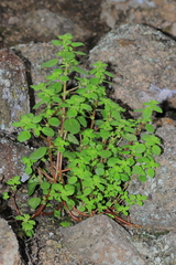 Parietaria debilis