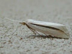 Doryodes tenuistriga