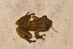 Pristimantis subsigillatus