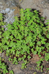 Parietaria debilis
