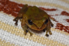 Pristimantis subsigillatus