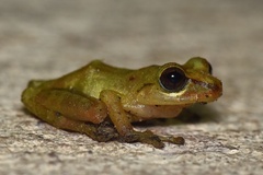 Pristimantis subsigillatus