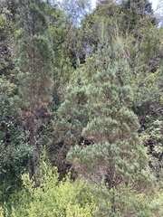 Widdringtonia nodiflora