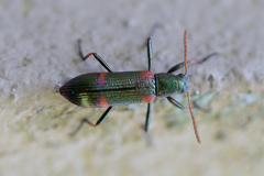 Strongylium humerale