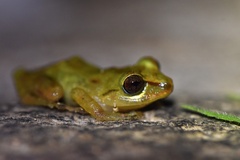 Pristimantis subsigillatus