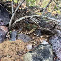 Heloderma horridum