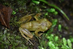 Pristimantis subsigillatus